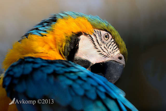 macaw 7297