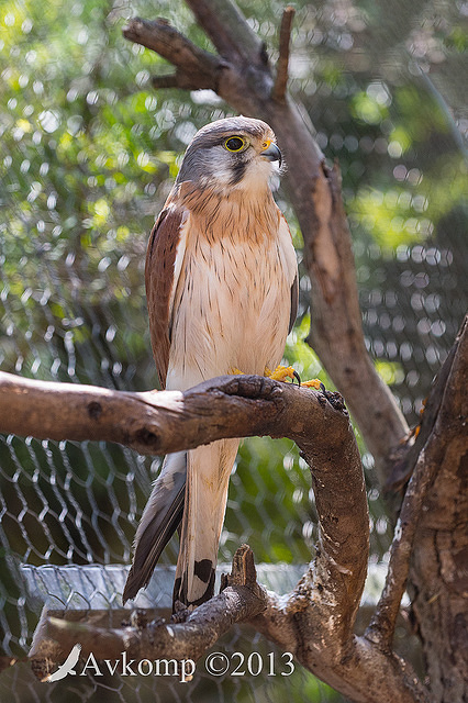 nankeen kestrel 9154