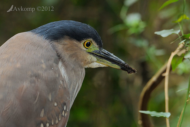 nankeen night heron 3164