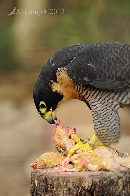 peregrine falcon 3096