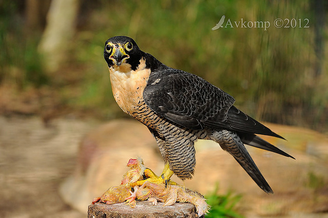 peregrine falcon 3108