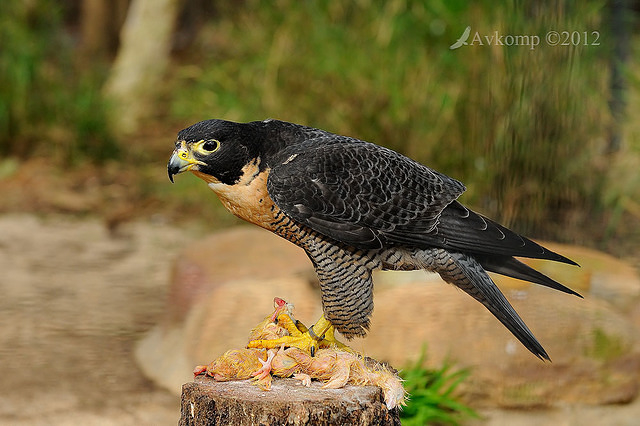 peregrine falcon 3114