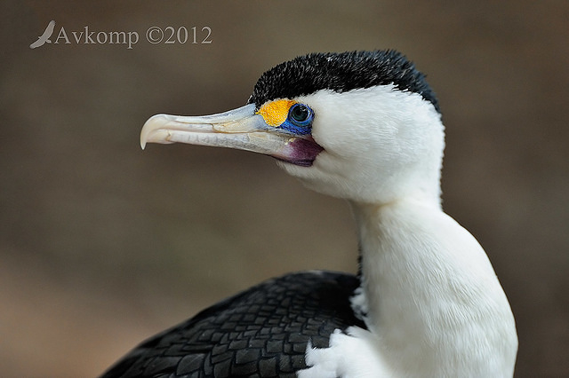 pied cormorantt2923