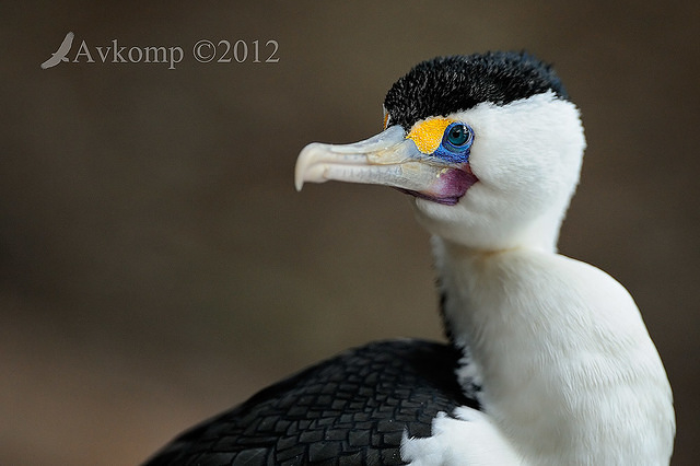 pied cormorantt2926