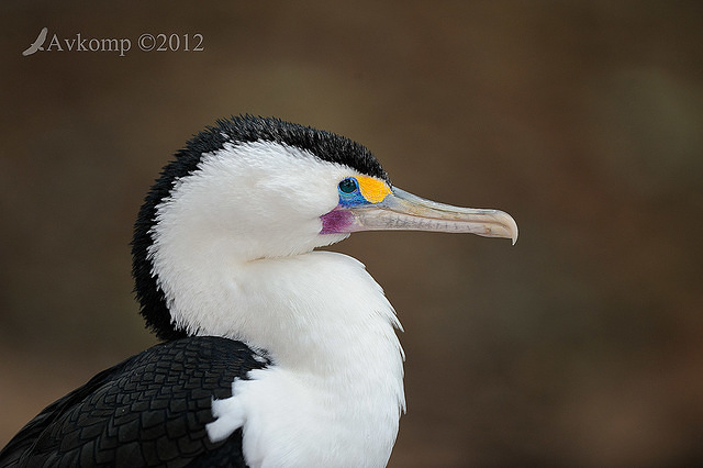 pied cormorantt2929