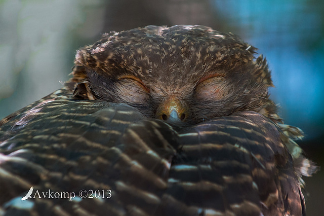 powerful owl 9151