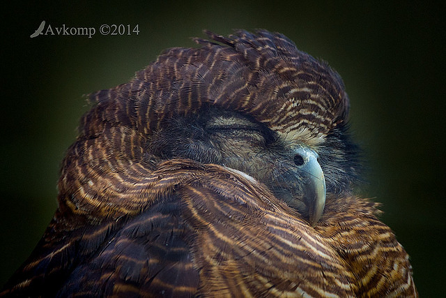 rufous owl 11257