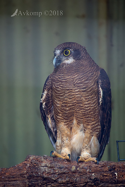 rufous owl 15293