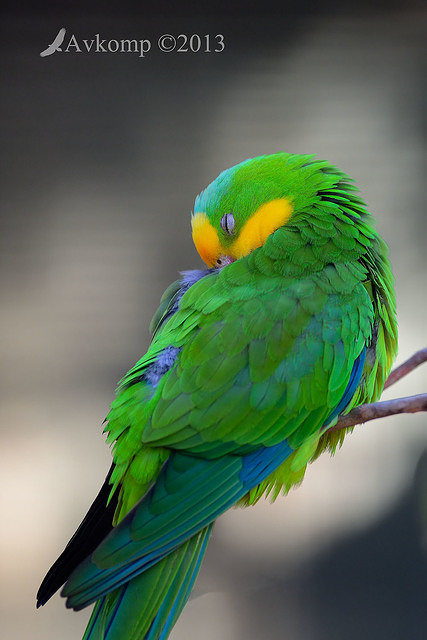 superb parrot 7425