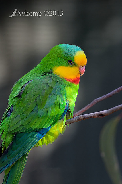 superb parrot 7432