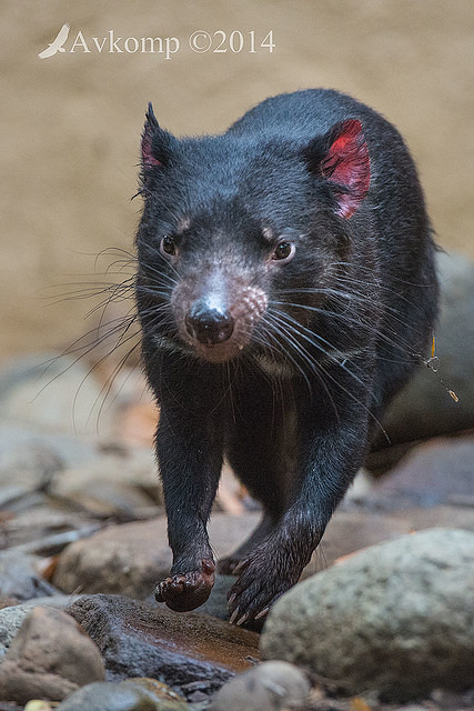 tasmanian devil 11266