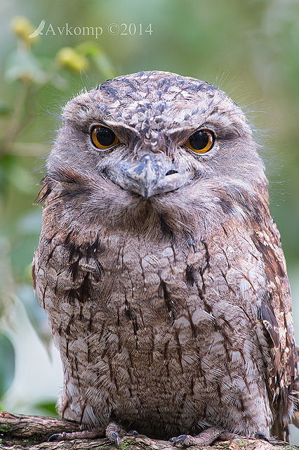 tawny frogmouth 11255