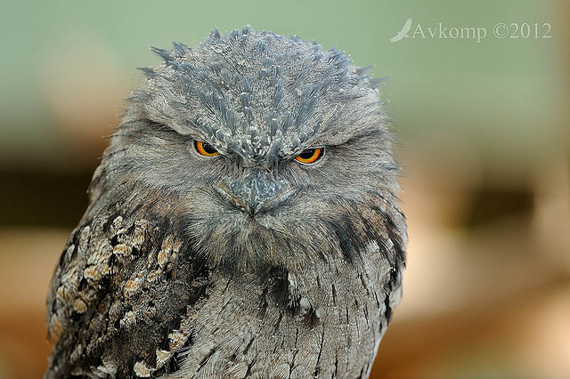 tawny frogmouth2881