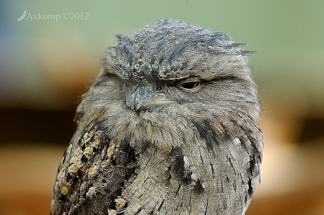 tawny frogmouth2883