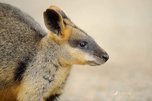 wallaby 2897