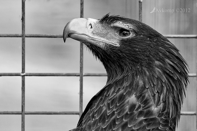 wedge tailed eagle 3140 bw2