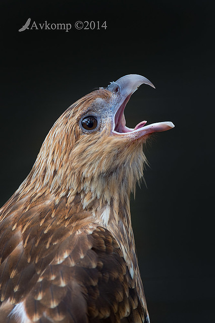 whistling kite 11290