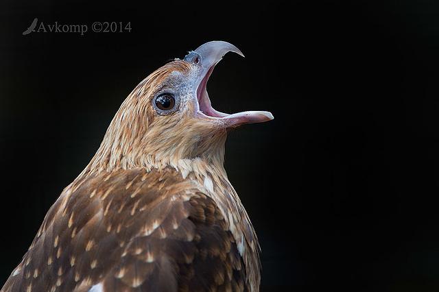 whistling kite 11295