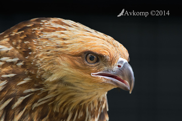 whistling kite 18001