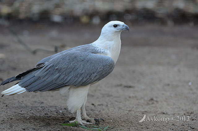 white bellied sea eagle 7474