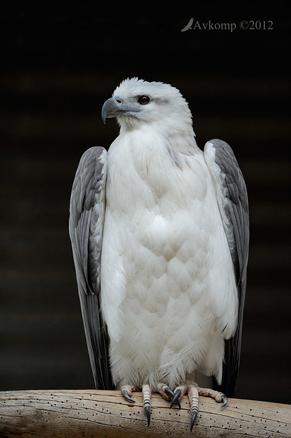 white bellied sea eagtle 3034