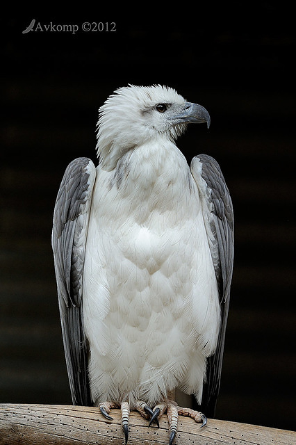 white bellied sea eagtle 3035