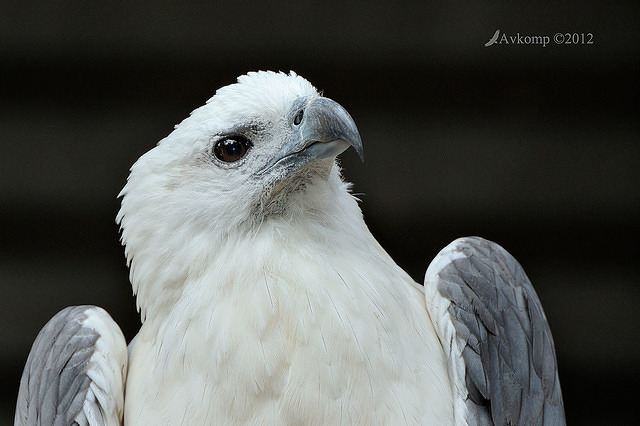 white bellied sea eagtle 3060