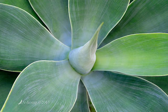 agave1309