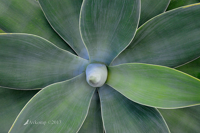 agave1314