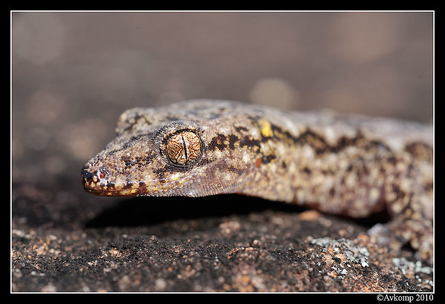 Lesueurs gecko 6265