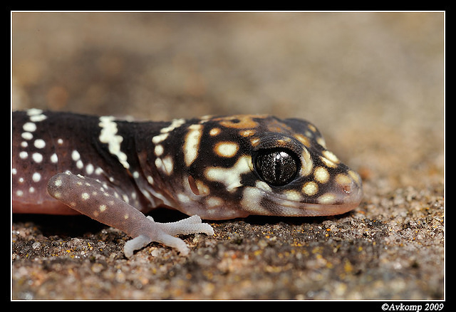 barking gecko 0015