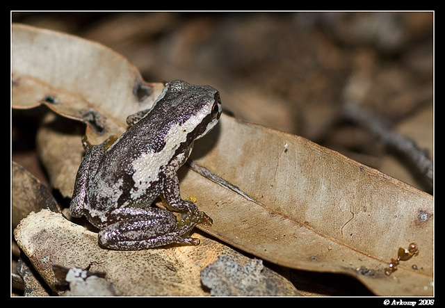 bleating tree frog29