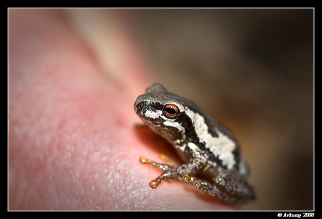 bleating tree frog30