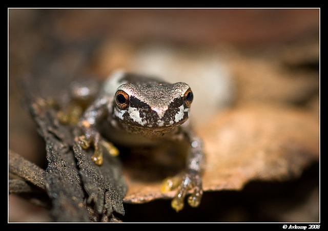 bleating tree frog32