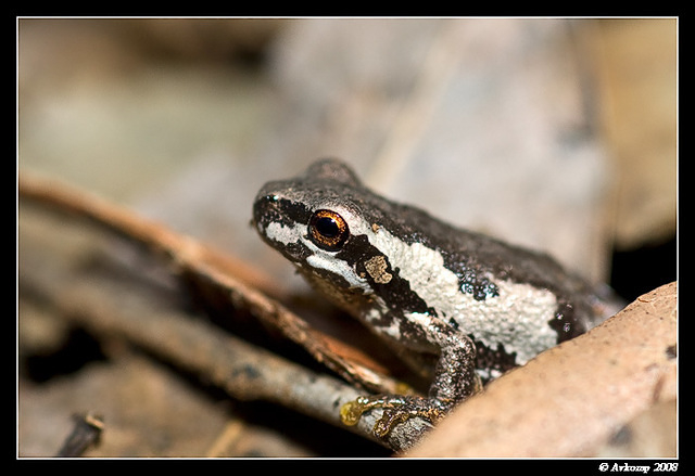 bleating tree frog33