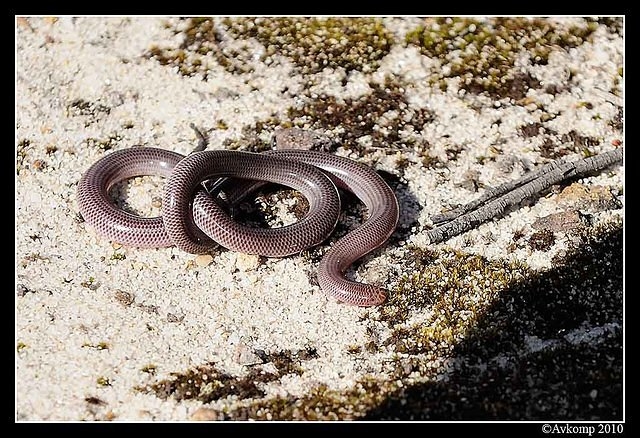 blind snake 6333