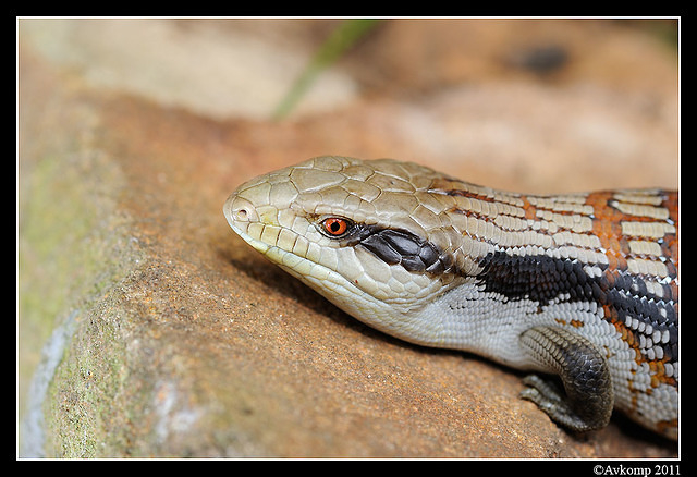 bluetongue 0087