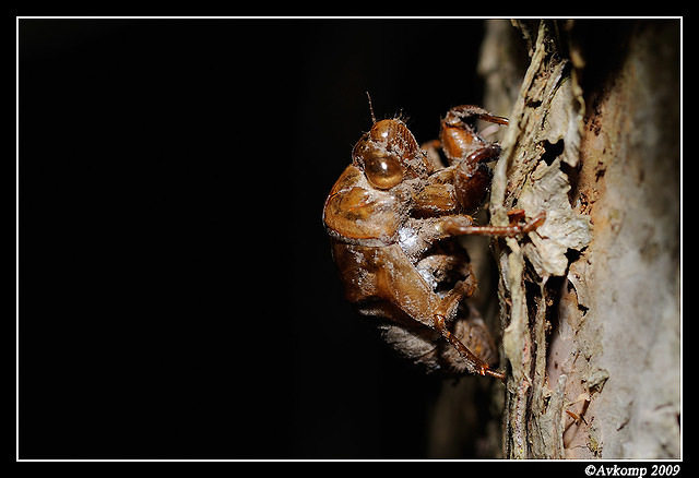 cicada 0035