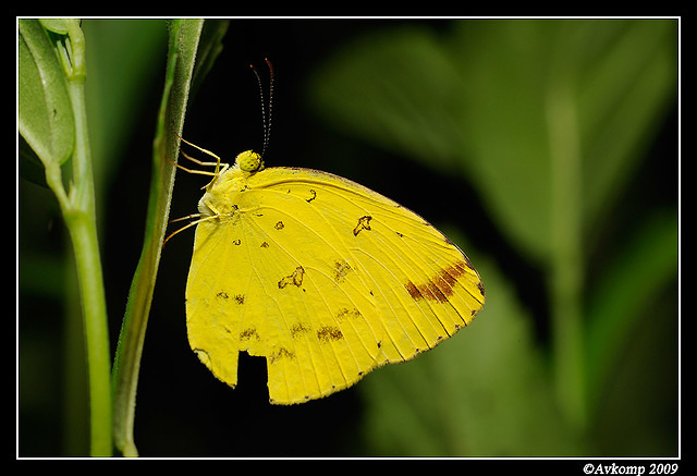 common yellow 5619