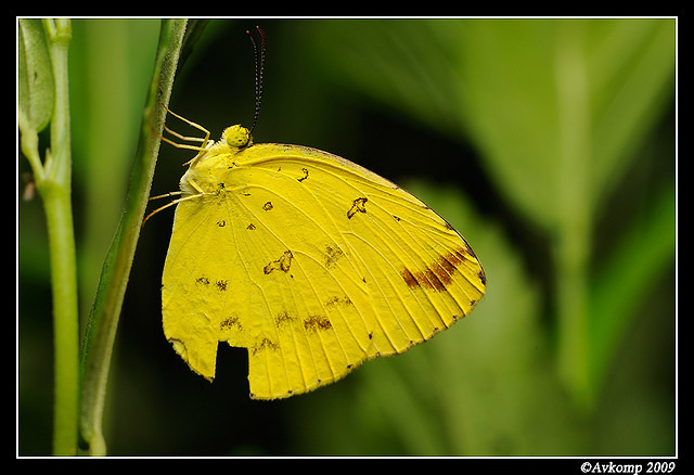 common yellow 5620