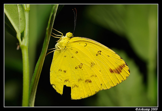 common yellow 5621