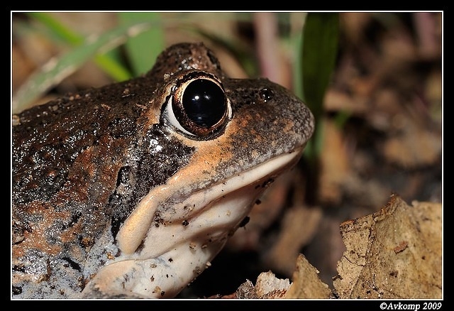 eastern banjo frog 0030