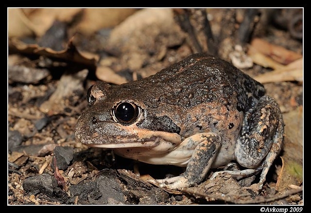 eastern banjo frog 5623