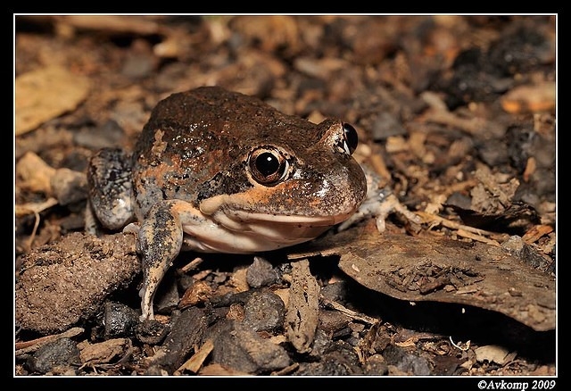 eastern banjo frog 5628