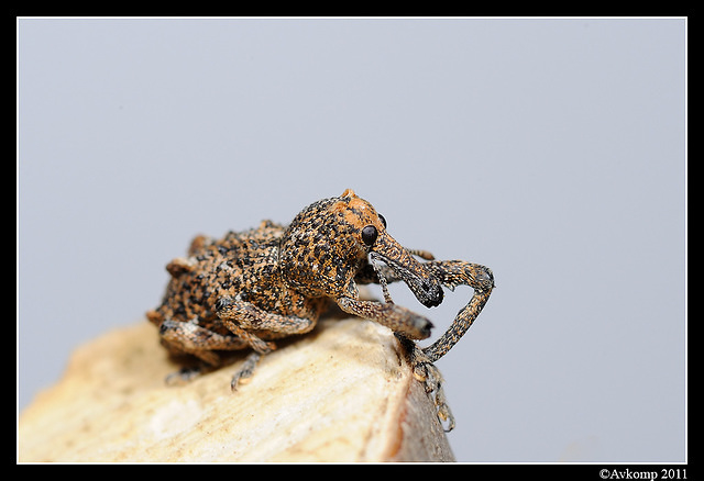 elephant weevil 0839