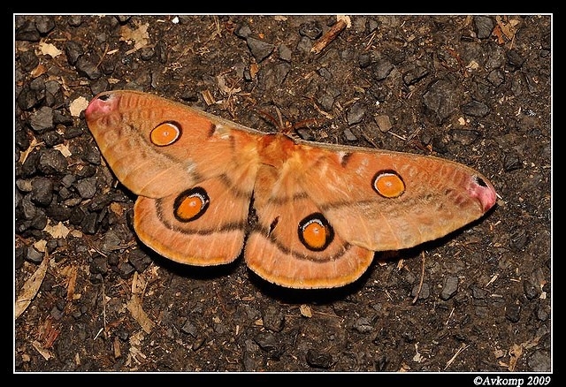 emperor gum moth 5630