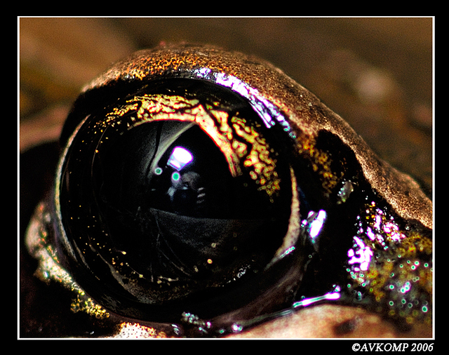 froggy 27 eye