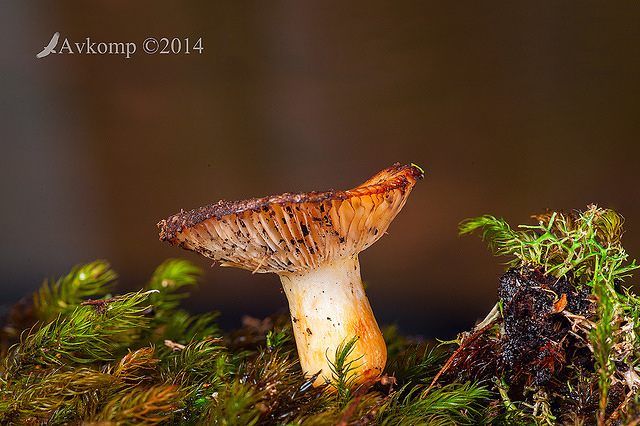 fungi focus stack 1