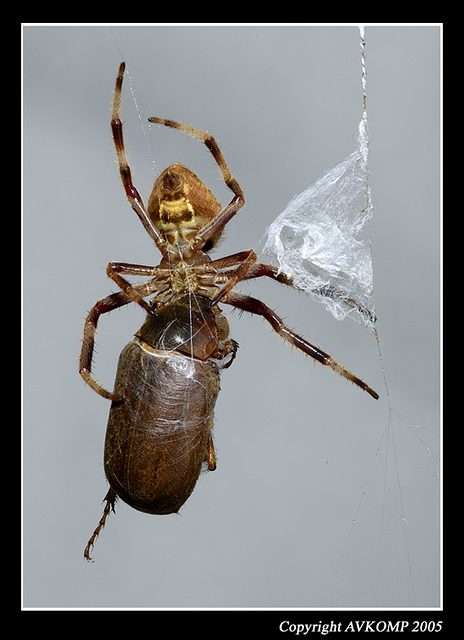 golden-orb-and-prey-2