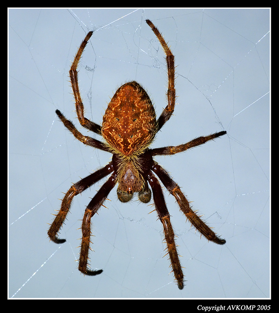 golden-orb-weaver-1